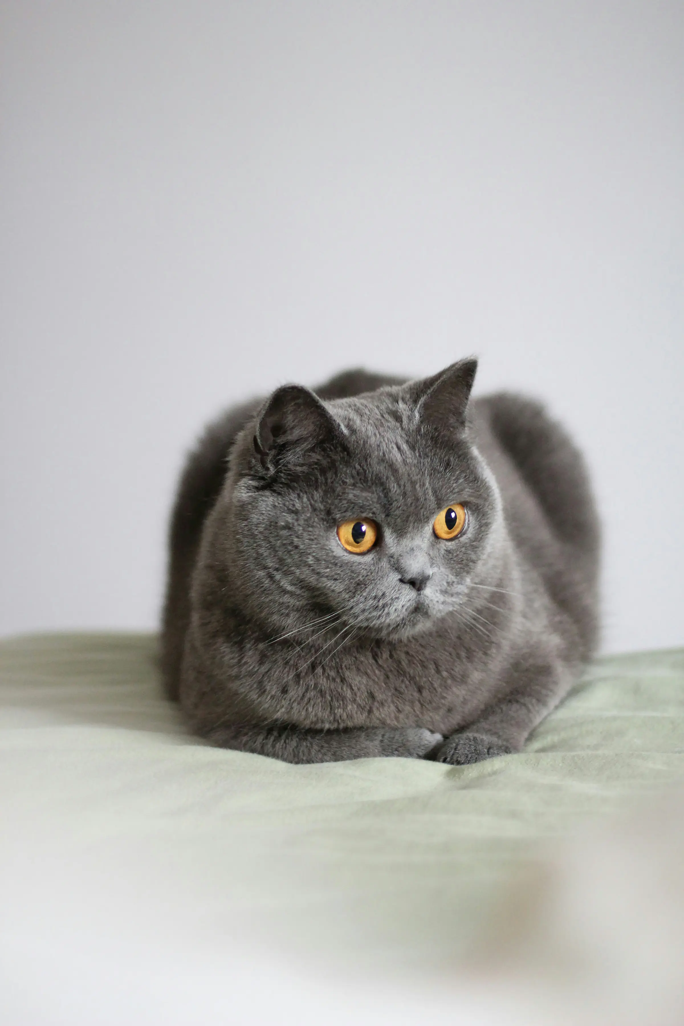 Pacient FELICAVET